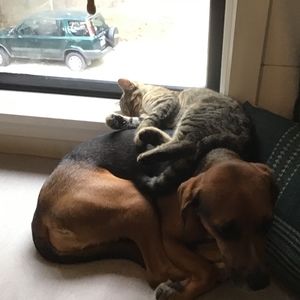 Meet your Posher, Violet